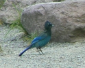 PICTURES/Glacier - Avalanche Lake/t_Stellers Jay4.jpg